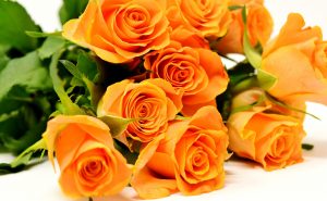 orange rose