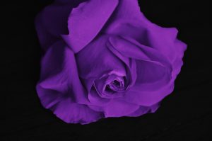 Purple rose