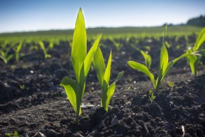 seedlings spaced