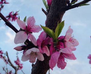 Peach Blossom Palisade