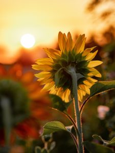 Sunflower following the sun