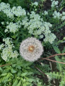 Weed in Garden